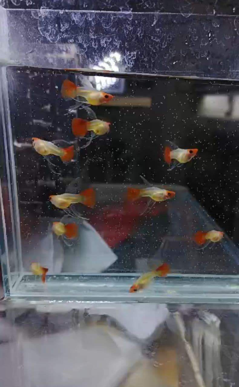 Red koi glass belly short body ribbon fin guppy