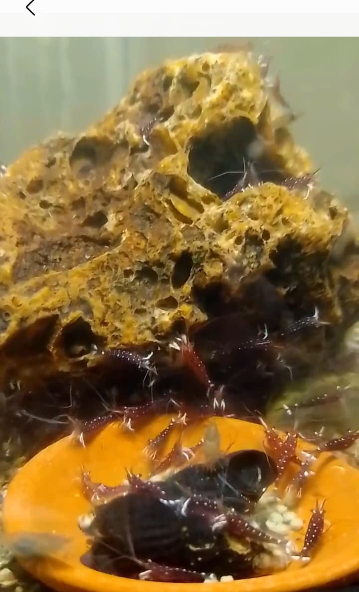 Whute spot SULAWESI shrimp