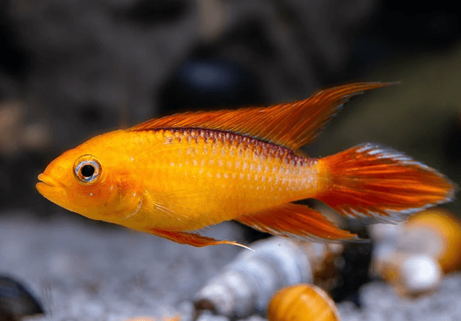 Apistogramma Agassizii "Gold Fire"