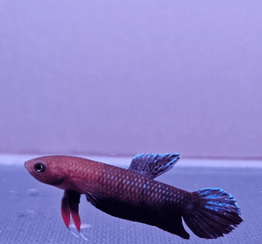 Betta cf. Persephone