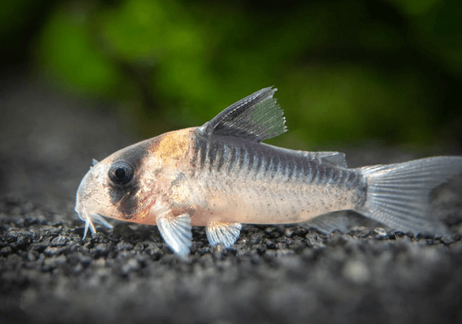 Corydoras Adolfoi