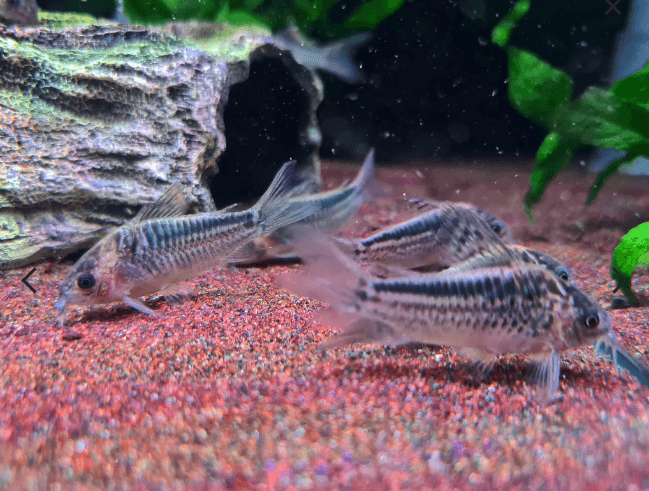 Corydoras Elegans