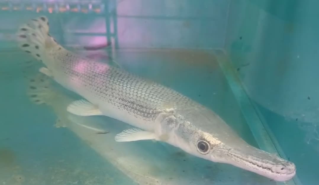 SF-6060 Platinum snow gar