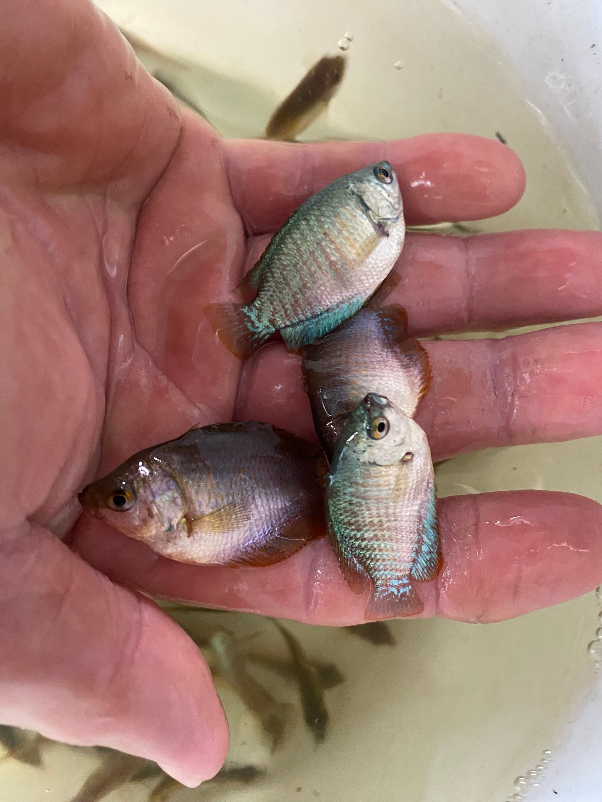 Gourami dwarf female (assorted colours) (2-3cm roughly)