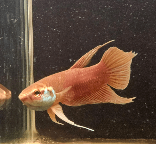 Betta Cracens "AGG Orange"