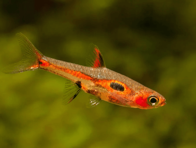 Strawberry Rasbora (Boraras Naevus)