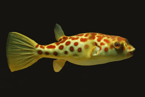 Cross river puffer - Tetraodon Pustulatus