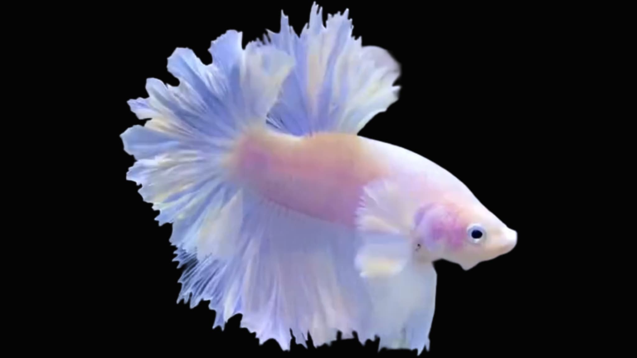 Betta Halfmoon Dumbo feather tail