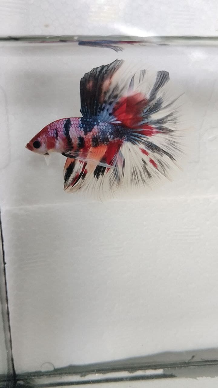 HALFMOON MULTICOLOUR/AOC BETTA FISH