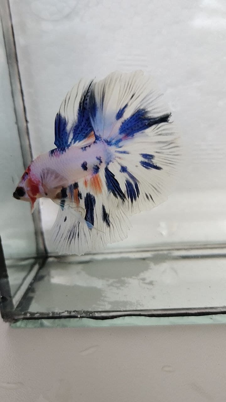 Halfmoon Multicolour/AOC Junior Betta fish