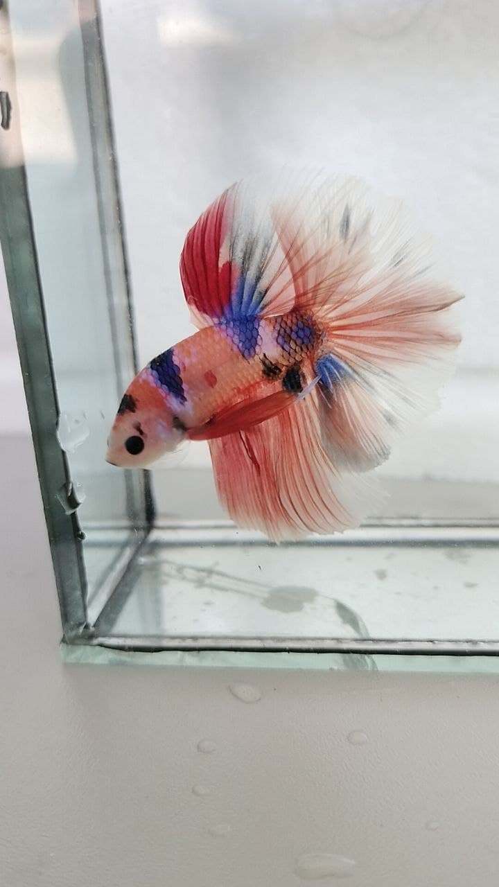 Halfmoon Multicolour/AOC Betta fish
