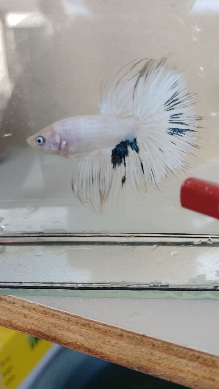 Halfmoon Fancy/AOC Betta Fish