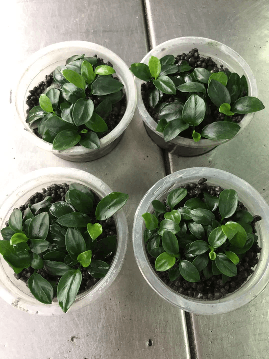 Anubias Nana ‘Japan’