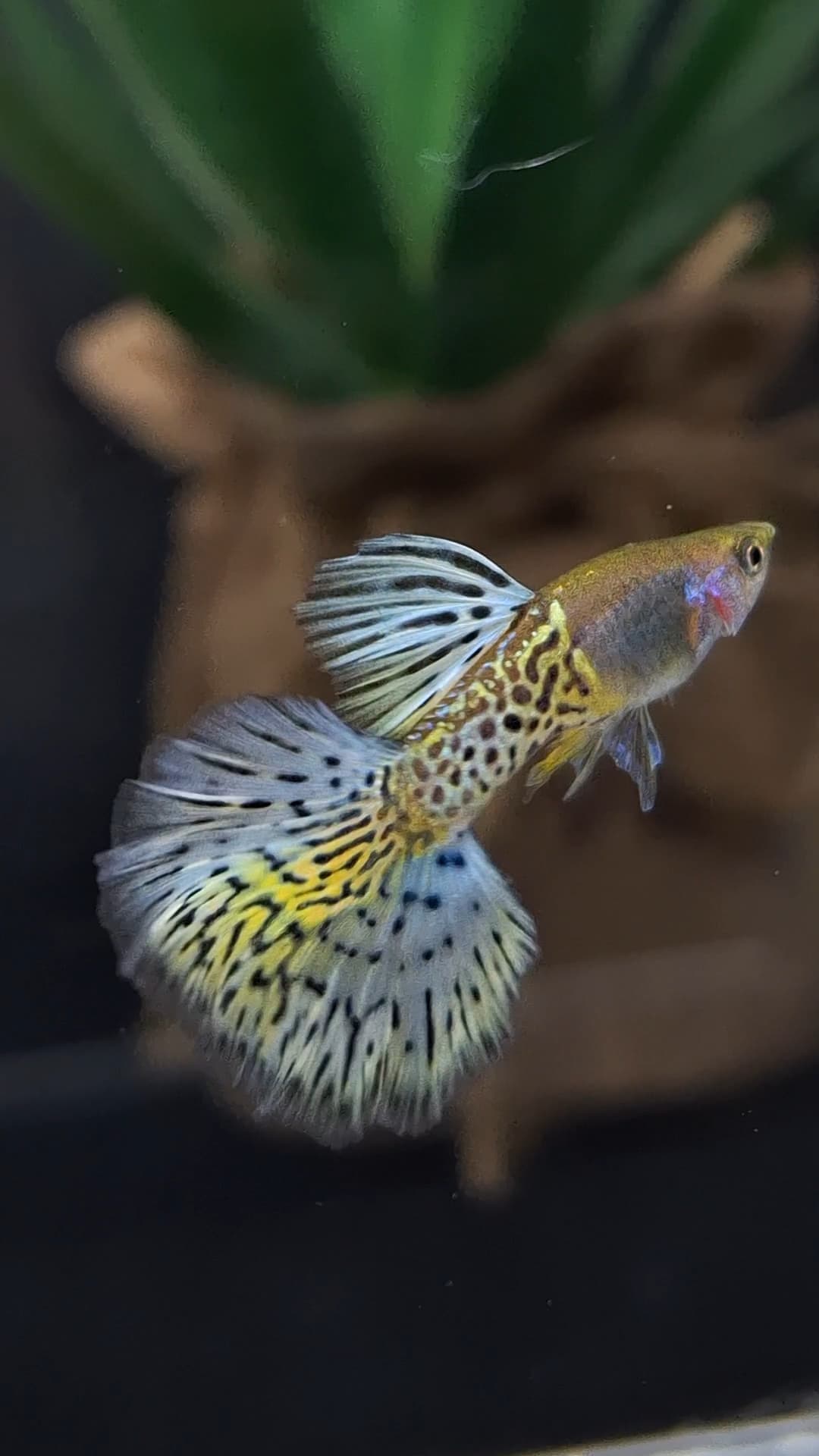 Guppy Yellow Tiger