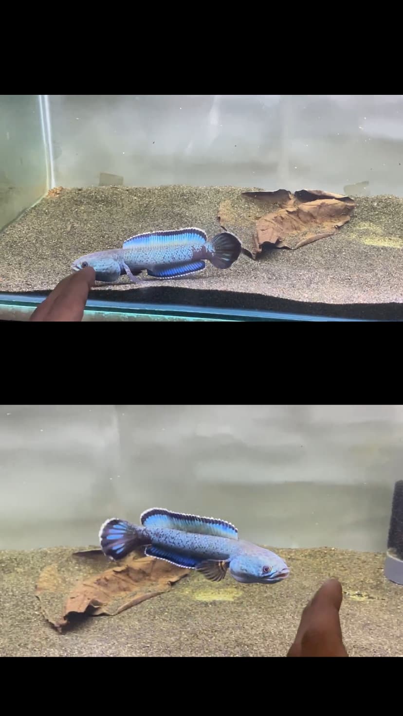 Channa Pardalis Red Mosaic a.k.a Channa Aristonei