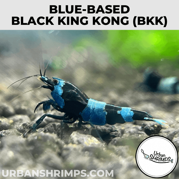 Black King Kong Shrimp