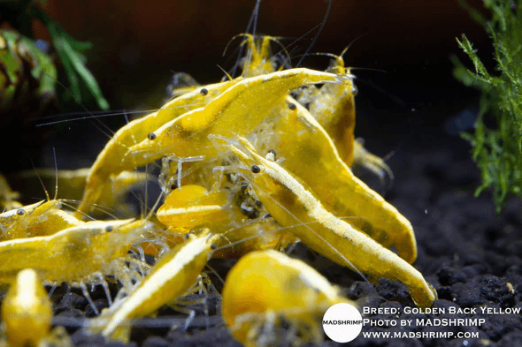 Golden Black Yellow Shrimp