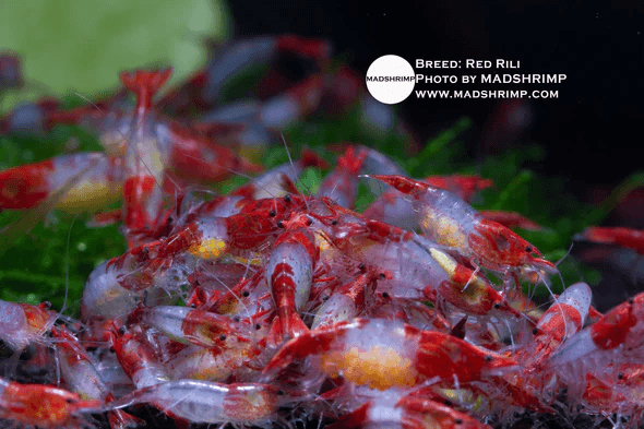 Red Rili Shrimp