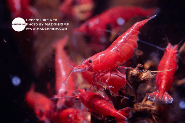Fire Red Shrimp