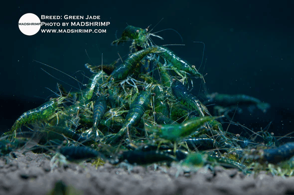 Green Jade Shrimp