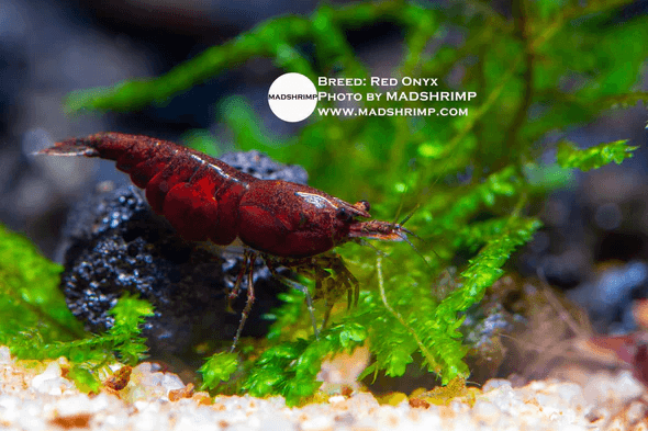 Red Onyx Shrimp