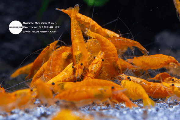 Golden Sand Shrimp