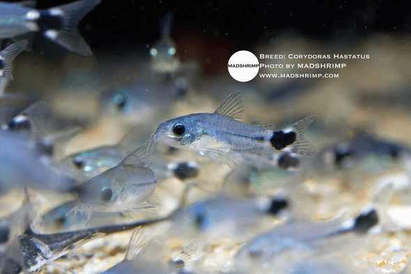 Corydoras Gastrodermus Hastatus