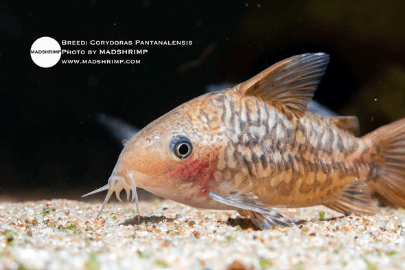 Brochis Pantanalensis Pair