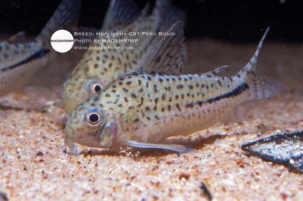 Hoplisoma C91 Peru Bondi