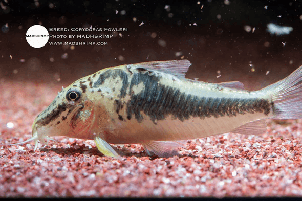 Corydoras Fowleri