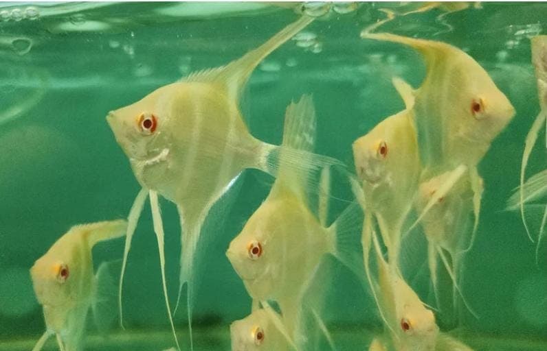 Albino Dantum Angelfish 5-6cm