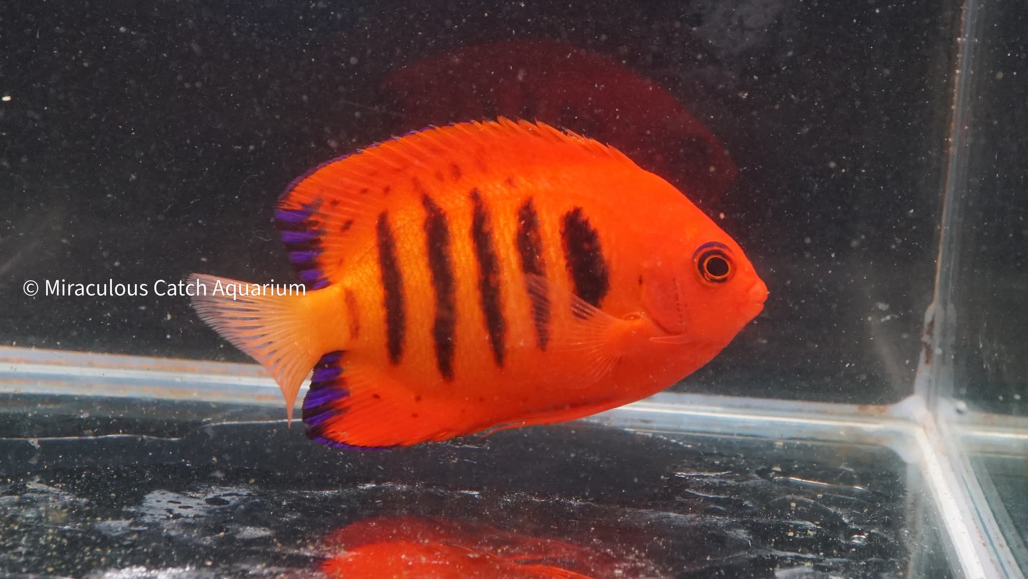 Flame Angelfish