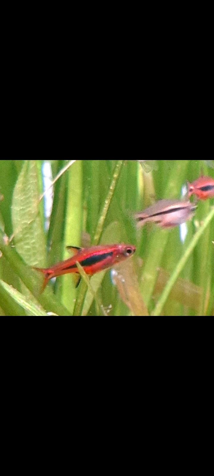 Urophthalmoides Boraras