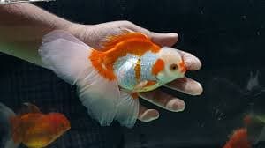 Red or Red White Oranda Goldfish