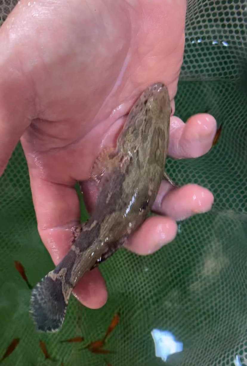 Marble goby (only 1 pcs) (4-5 inch)