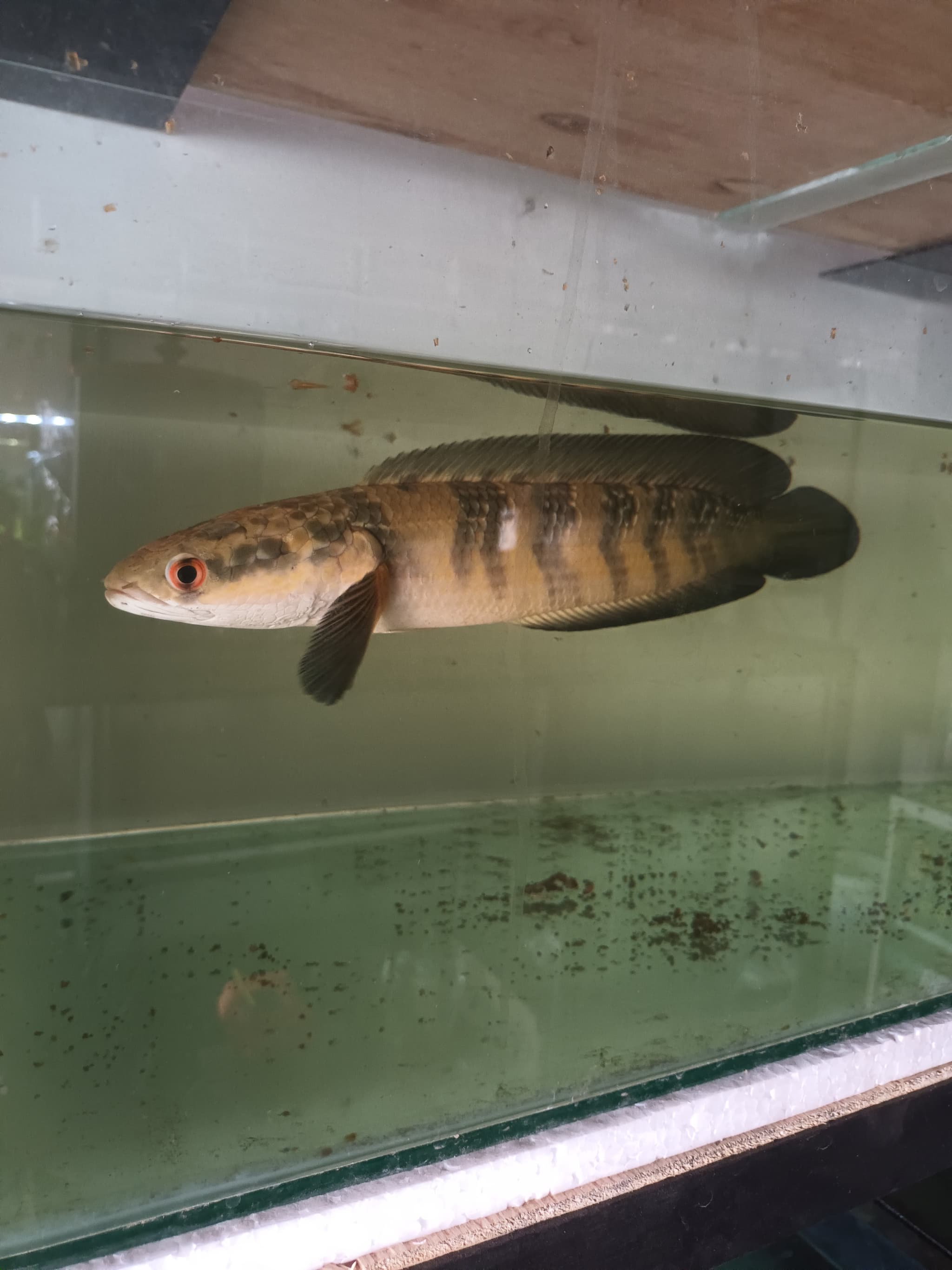 Channa Red Lempuyang size 30 cm up