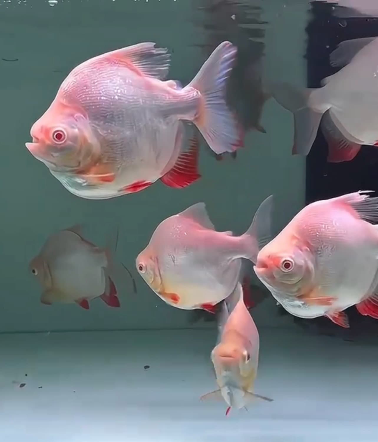 Albino Short Body Pacu