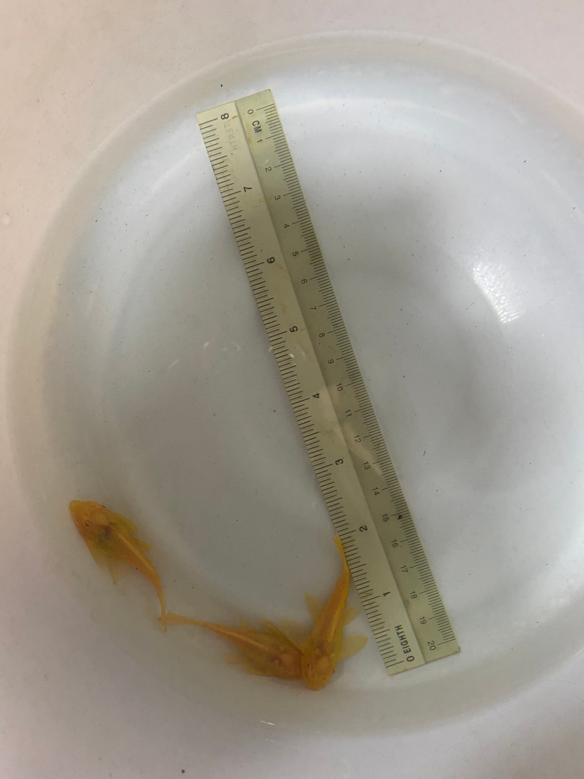 Albino Pleco (2inch) albino sucker fish