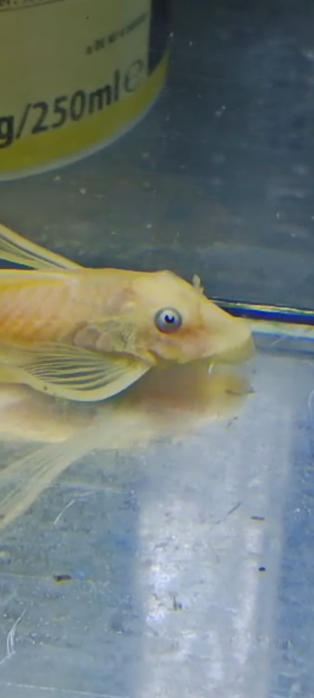 L144 blue eye long fin