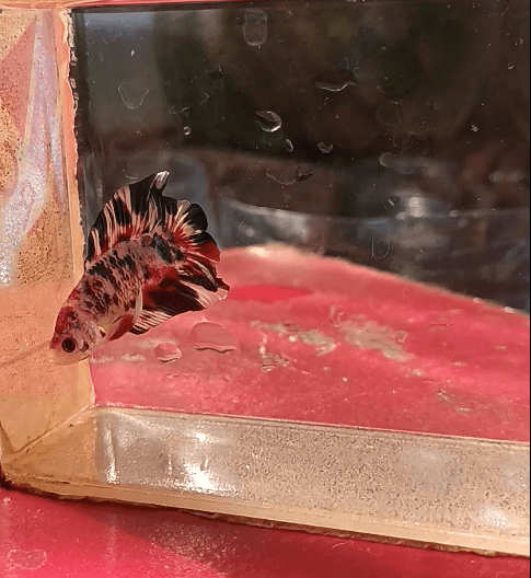 Betta Plakat Multi Double Tail