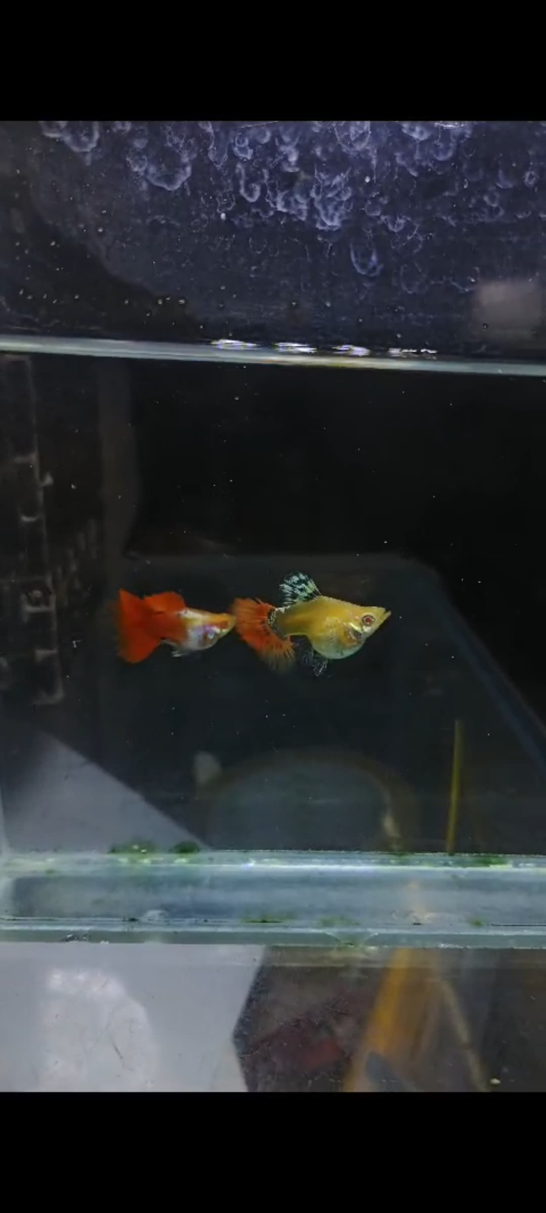 Albino big ear red tail sps