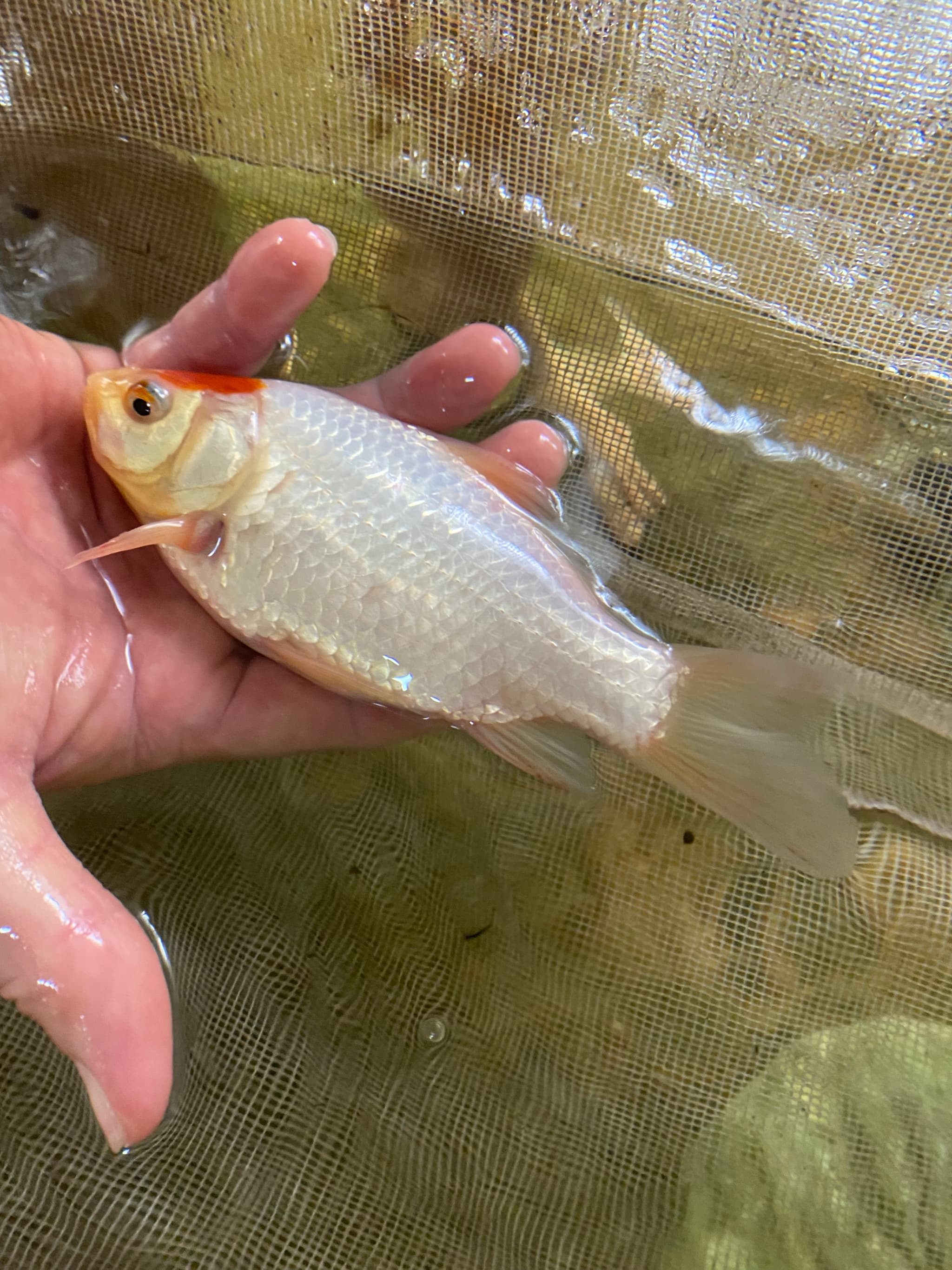 Comet goldfish comet-tailed goldfish single-tailed goldfish