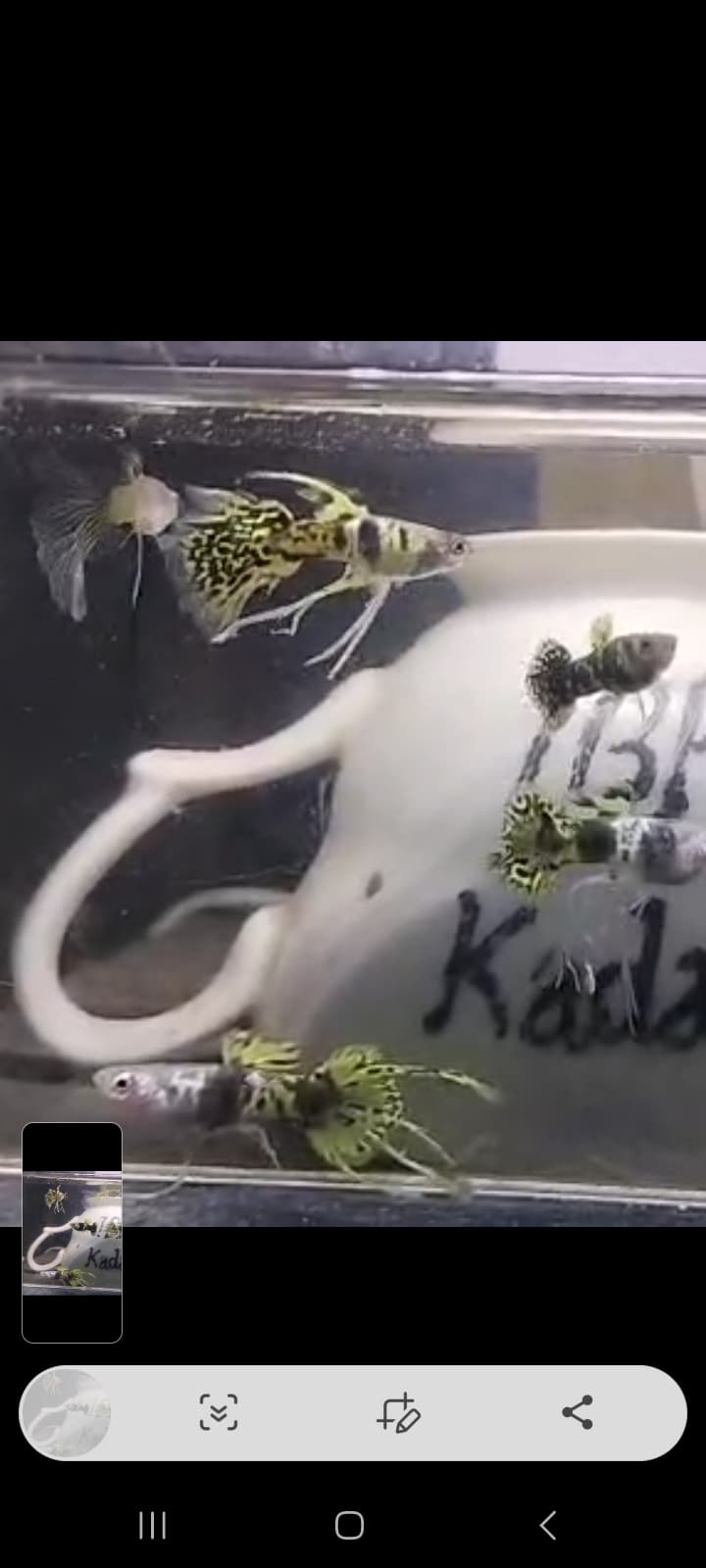 Yellow tiger roundtail SWr