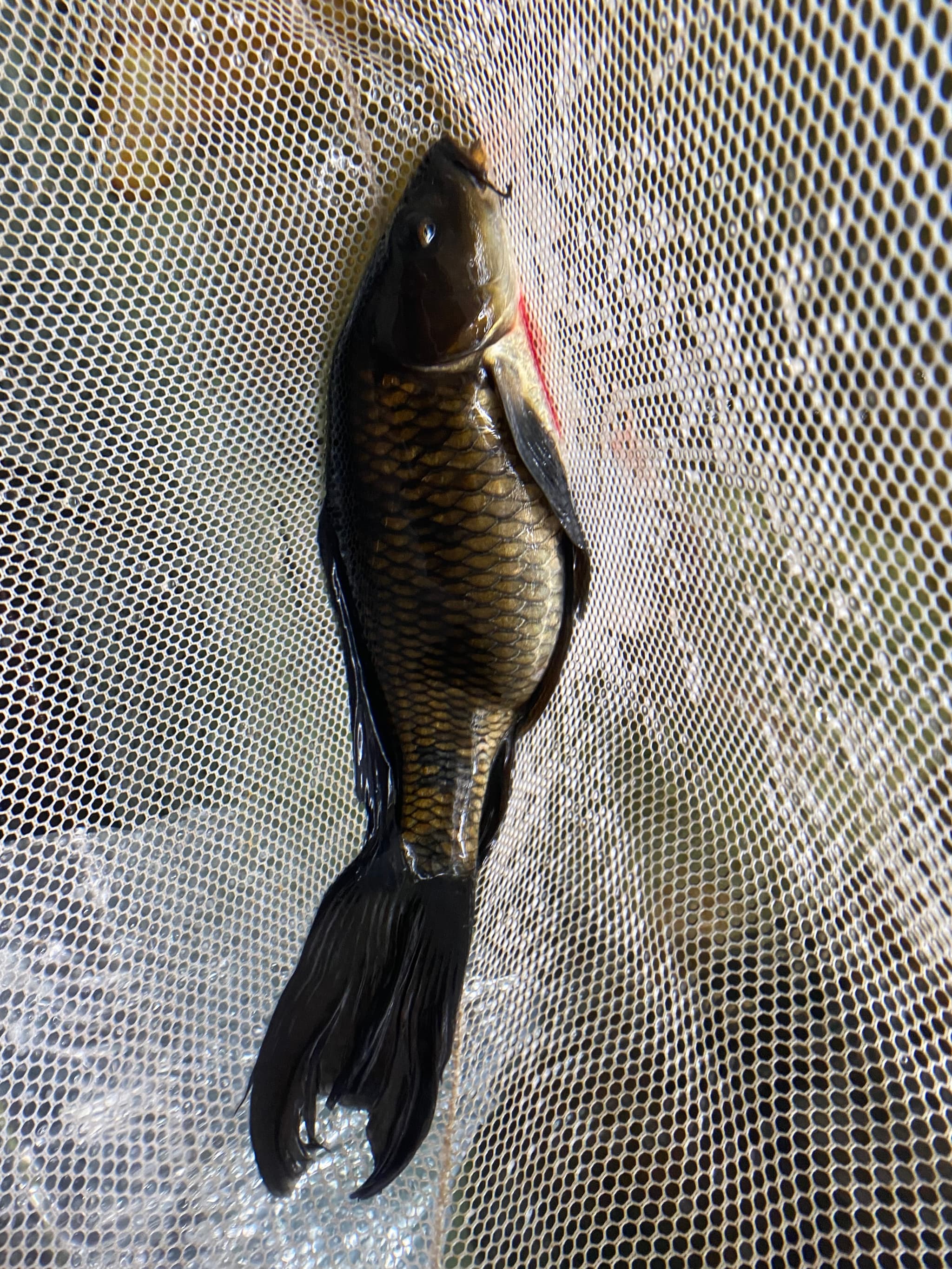 Koi Black fairy koi (14-15 inch)