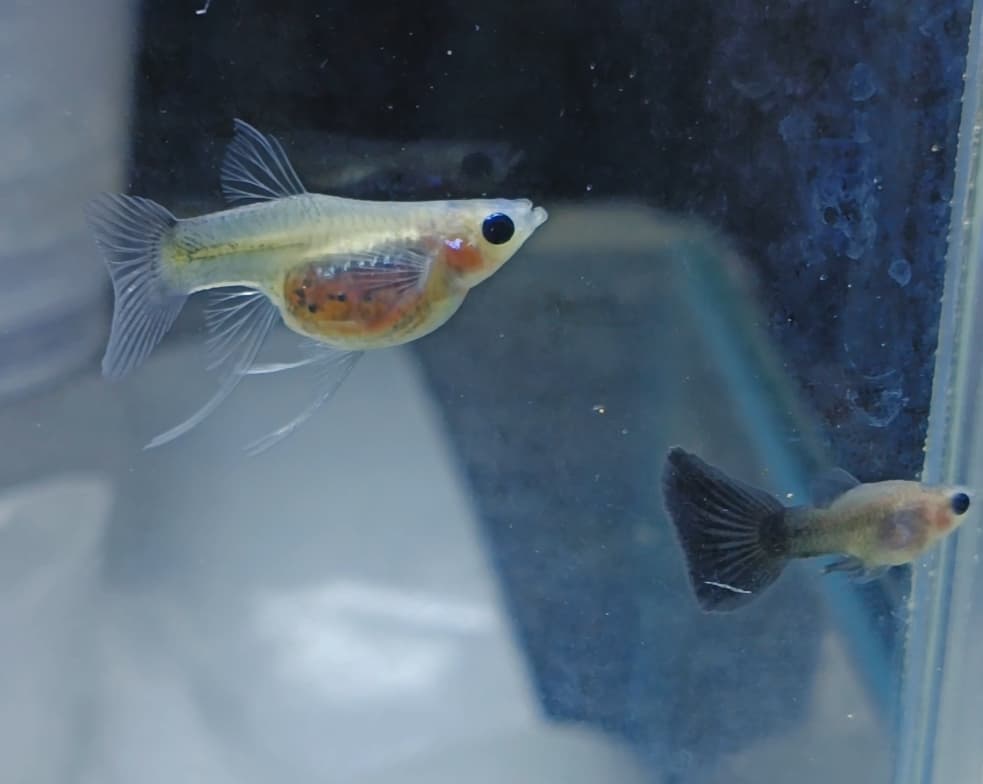 Half black blue glass belly sb ribon fin