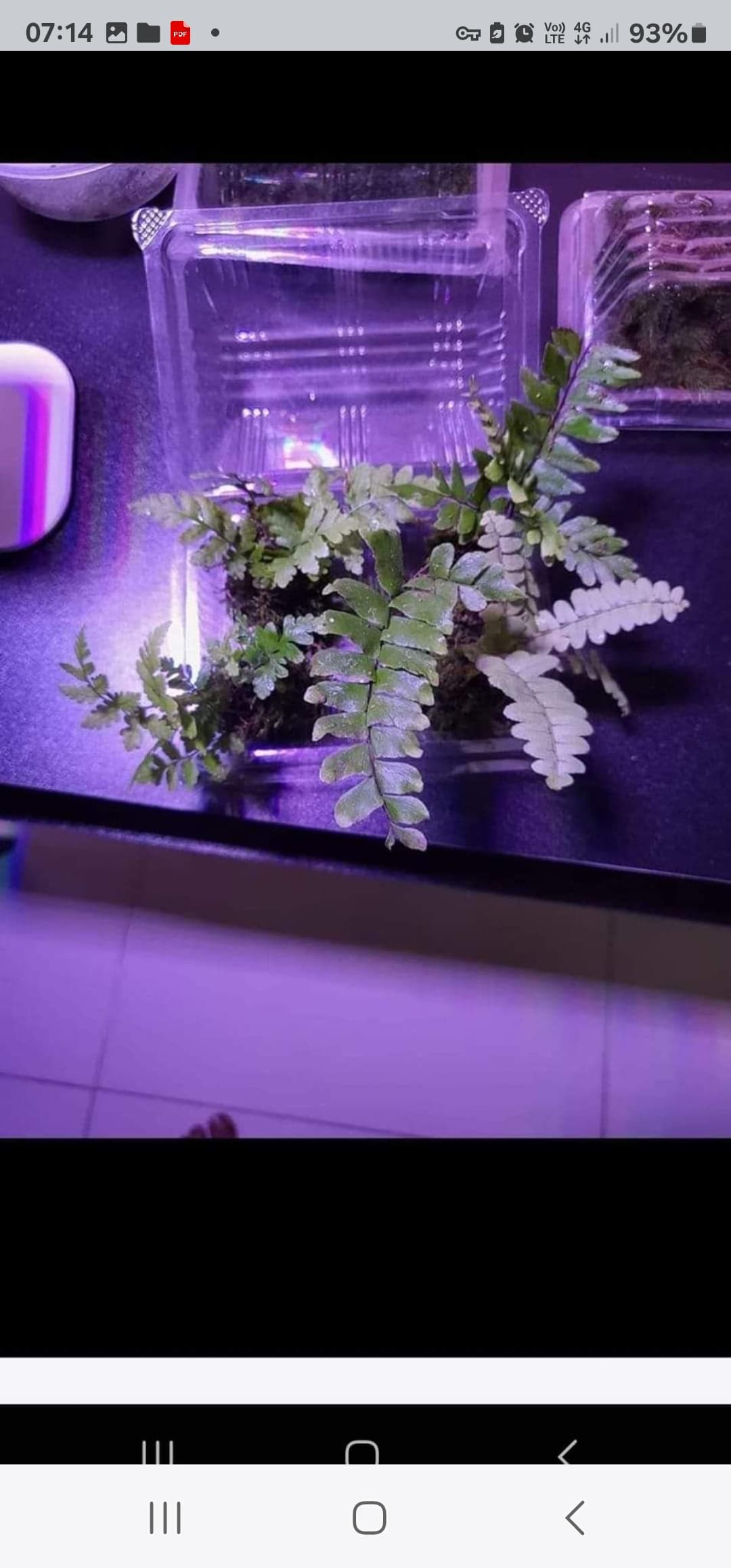 Adiatum fern 2pcs