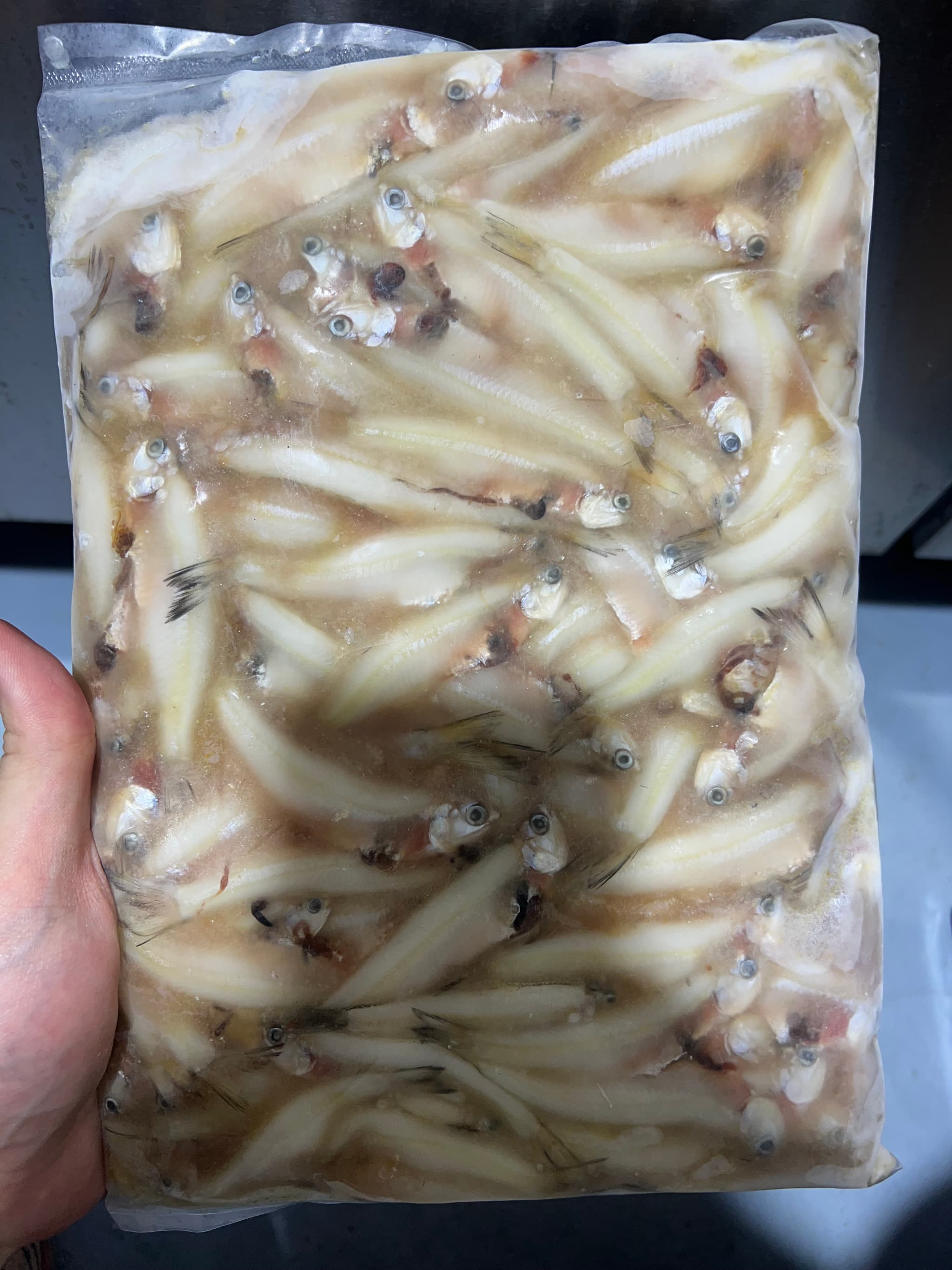 Frozen Anchovies / Ikan Bilis feeders