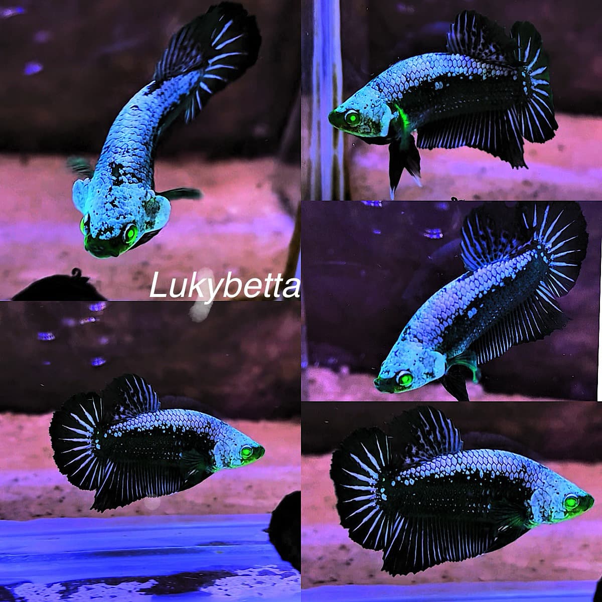 ⚔️💚SAMURAI HULK💚⚔️