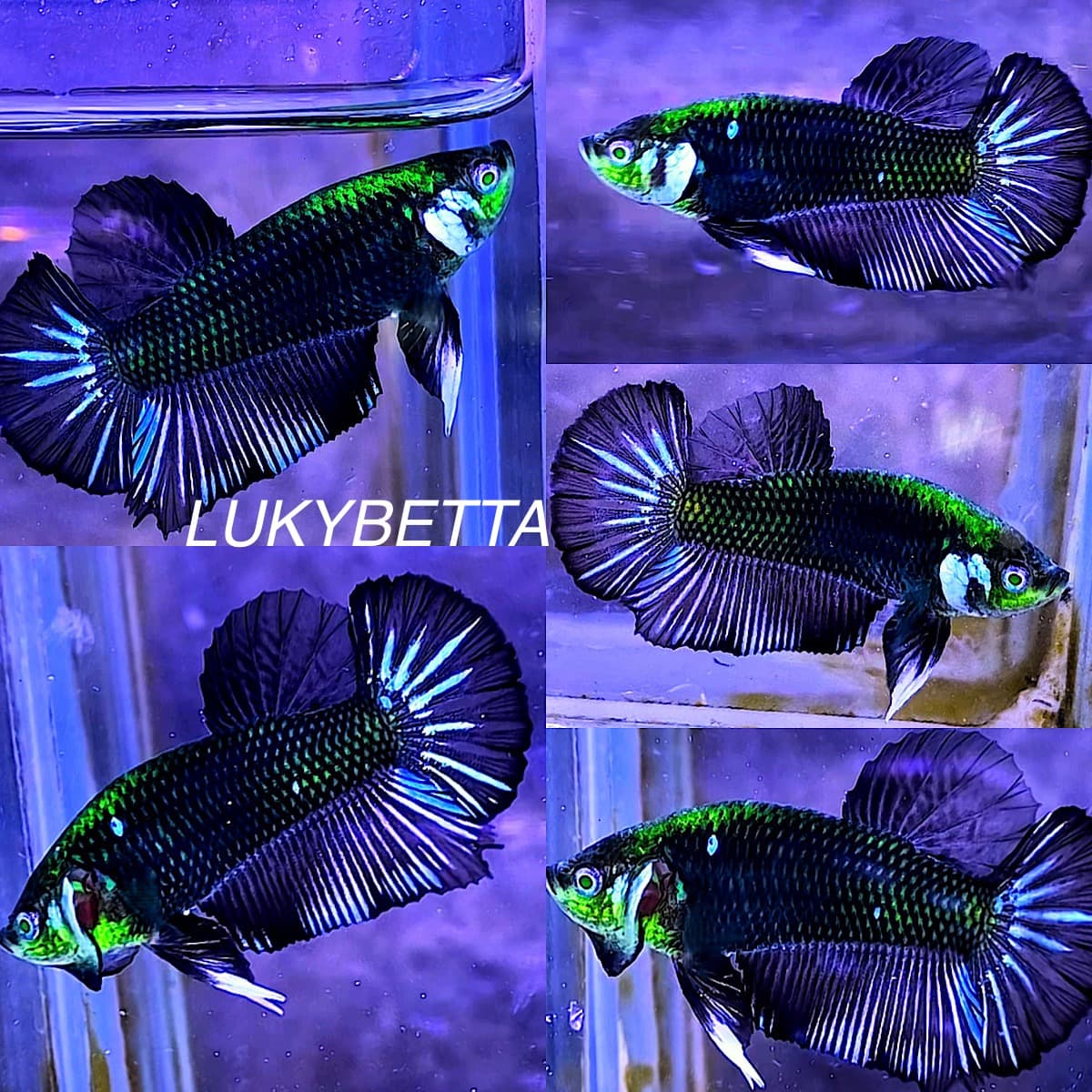 ⚔️SAMURAI HELMET⚔️