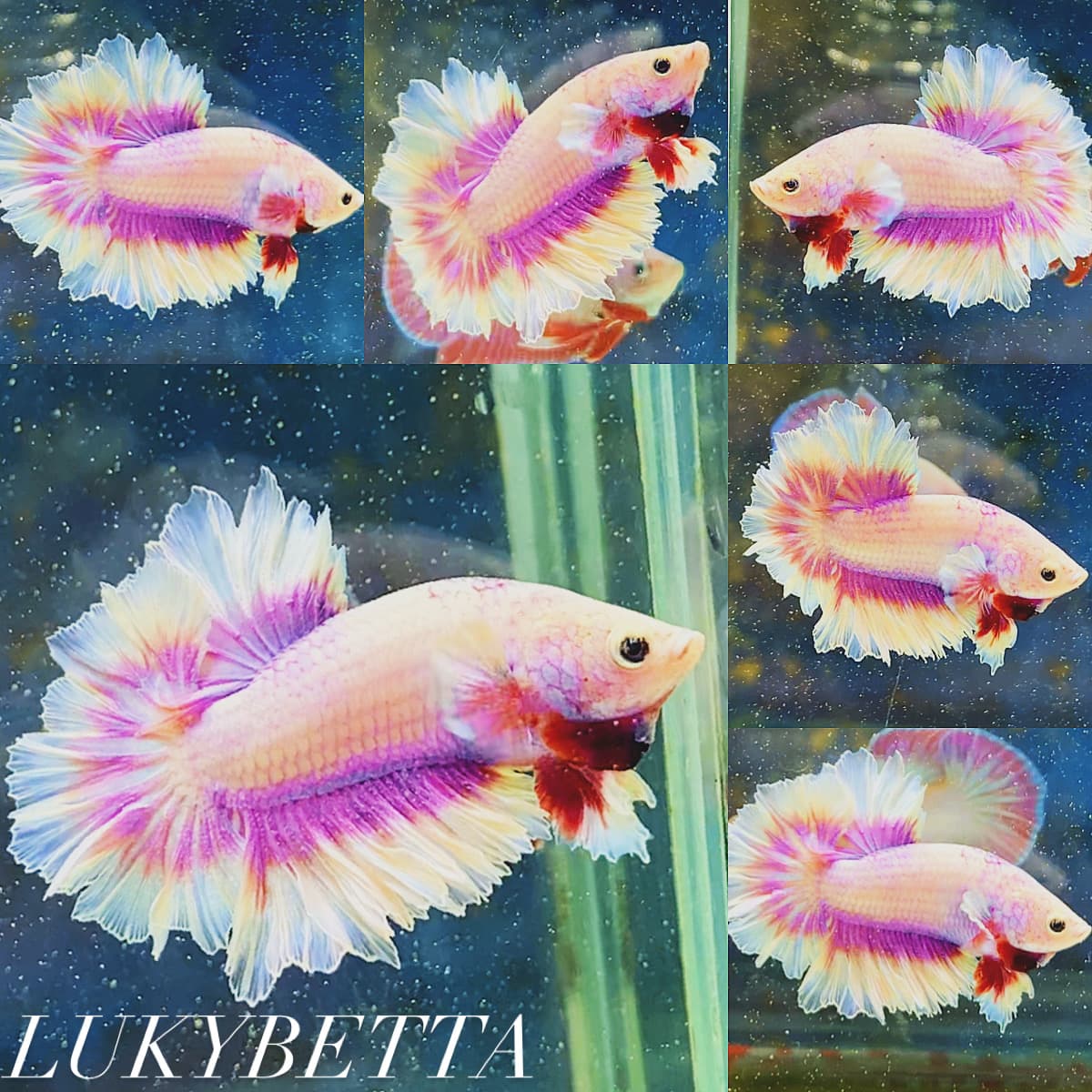 🌸KFT ROSETAILS SAKURA🌸